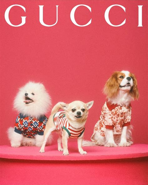 hoeveel kost een gucci pet|The Gucci Pet Collection .